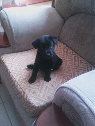 labrador Retriever de 2 meses ,color negro